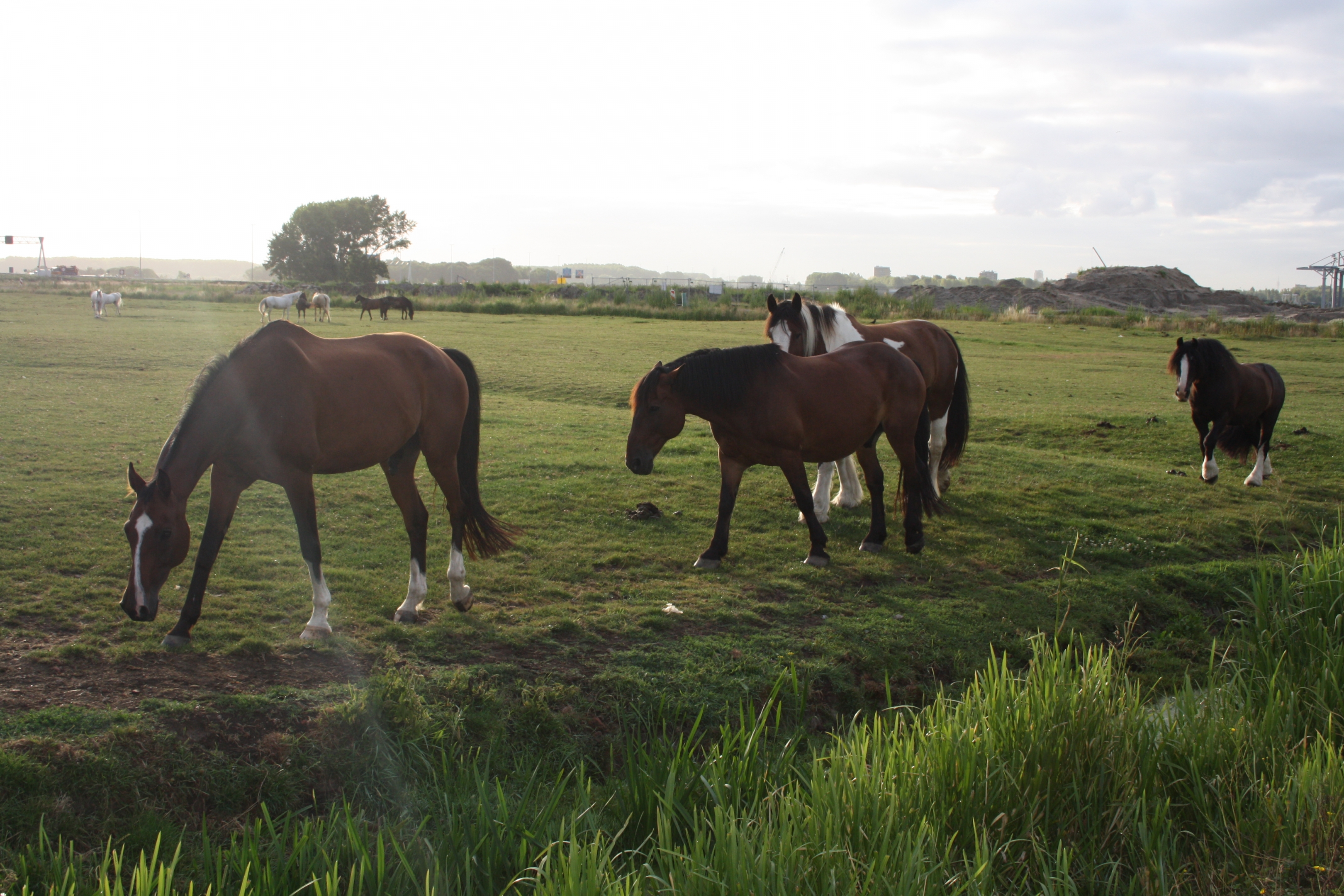 Onze pony’s- en paarden