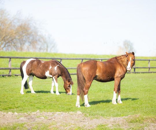 /files/Accomodatie/Manege/l-booister-20260406-1479.jpg