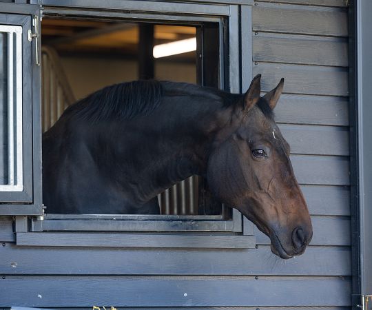 /files/Accomodatie/Manege/l-booister-20260406-1534.jpg